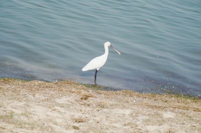 High angle view of bird on beach