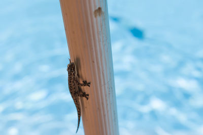 Close-up of wooden post in sea against sky