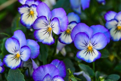 Close-up of fresh purple pansy flowers blooming in garden