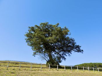 Tree on field against clear blue sky