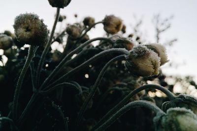 Close-up of cactus plant