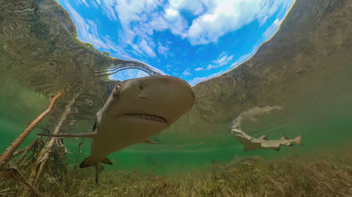 Juvenile lemon shark - negaprion brevirostris - in the mangroves of north bimini, bahamas