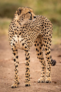 Cheetah standing on field in zoo