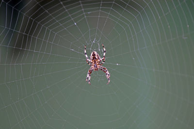 Spider on web