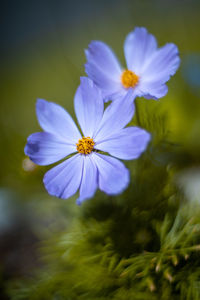 Close-up of purple cosmos flower