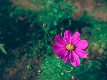 Close-up of pink cosmos flower