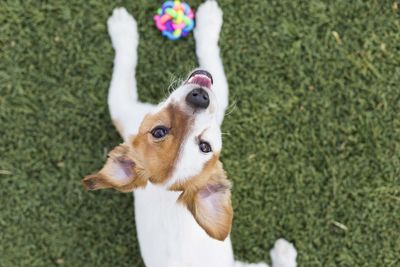 Dog yawning while playing with toy on grass