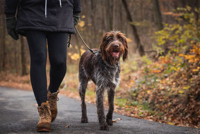 Low section of woman with dog walking outdoors