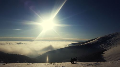 Silhouette dog on mountain against sky during sunset