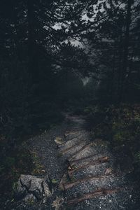 Trees in forest at night