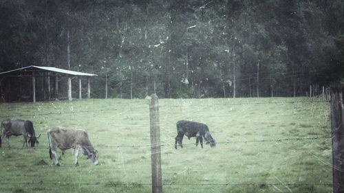 Horse grazing on field