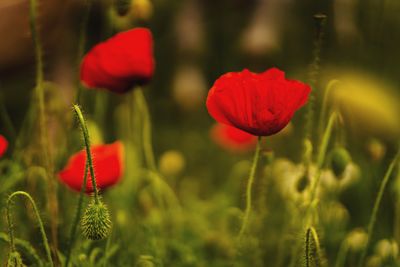 Close-up of red poppy flowers on field