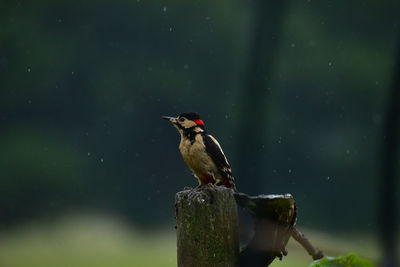 Bird perching on wooden post