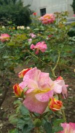 Close-up of pink roses blooming outdoors