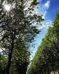 Low angle view of trees against sky on sunny day