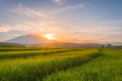 Scenic view of rice field against sky during sunset