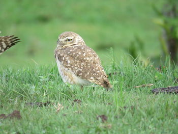 Close-up of a bird perching on grass