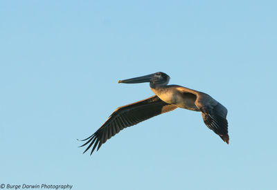 Low angle view of bird flying in sky