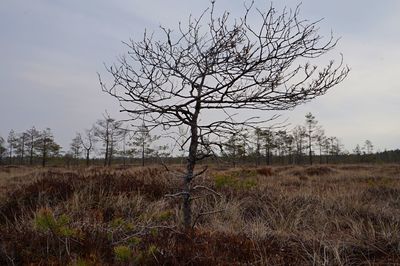 Bare tree on field against sky