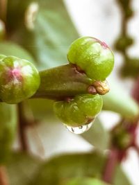 Close up of fresh green plant