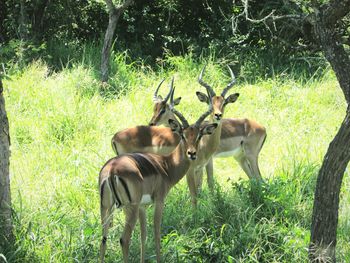 Deer on field in forest