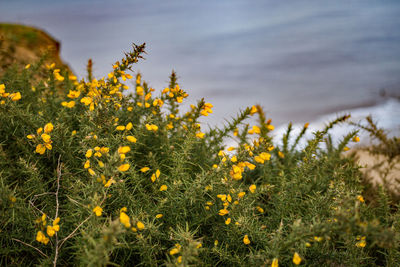 Close-up of yellow flowering plants on field