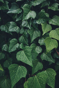 Full frame shot of leaves