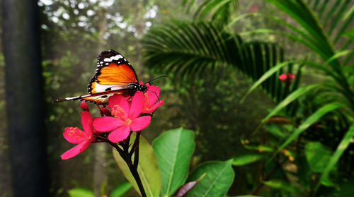 Close-up of butterfly perching on flower