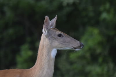 Close-up of an deer looking away
