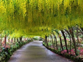 Scenic view of yellow trees