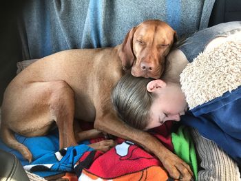 Portrait of dog sleeping at home