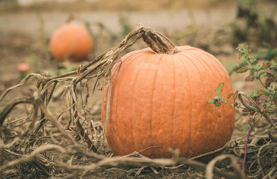 Close-up of pumpkin on field during autumn