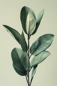 Close-up of leaves against white background