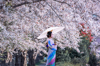 Woman in kimono dress holding umbrella and looking cherry blossom blooming in the garden