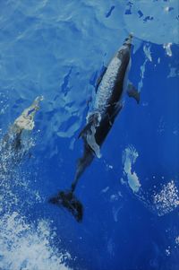 Fish swimming in sea