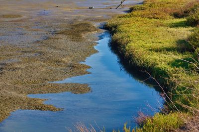 High angle view of stream amidst plants on field