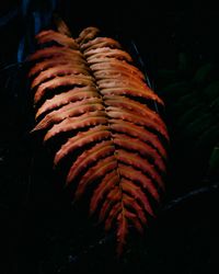 Close-up of red chili peppers at night