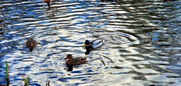 High angle view of bird swimming in lake