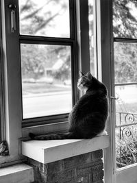 Cat looking through window