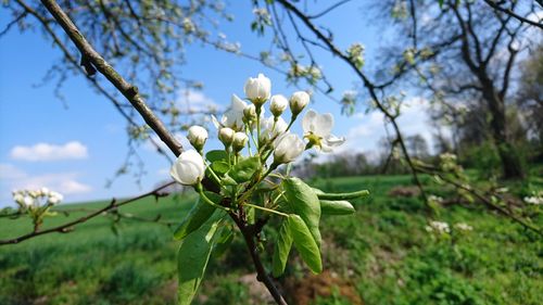 Close-up of white flower tree against sky