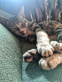 High angle view of cat sleeping