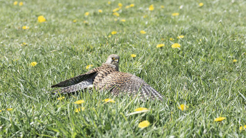 View of a bird on field