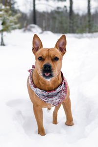 American staffordshire terrier is walking on a snow in winter forest.