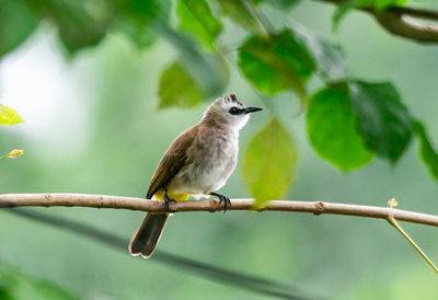 Bird perching on a branch