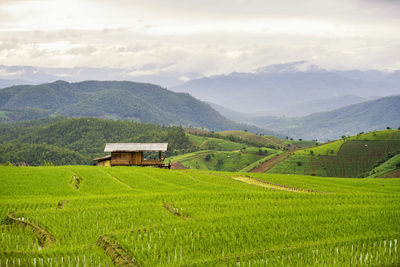 Scenic view of agricultural field against sky