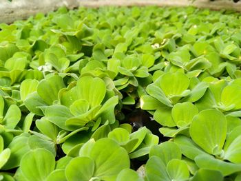 Full frame shot of fresh green leaves