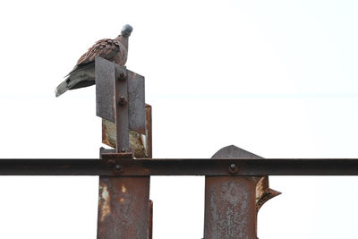 Low angle view of bird perching on wood against clear sky