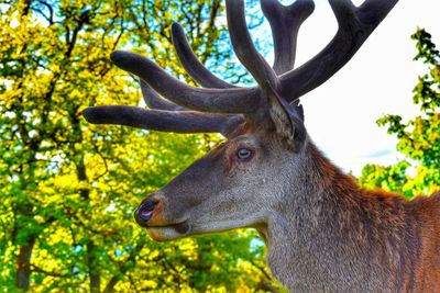 Close-up of deer