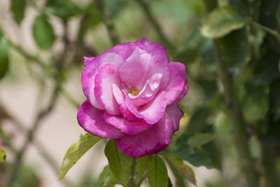 Close-up of pink rose blooming outdoors
