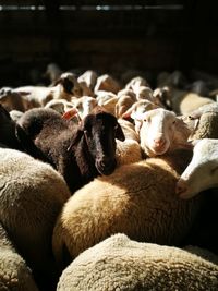 Close-up of sheep on floor